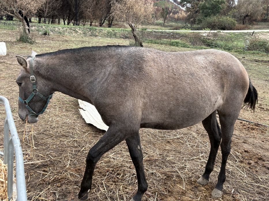 Poldra russa ano e meio