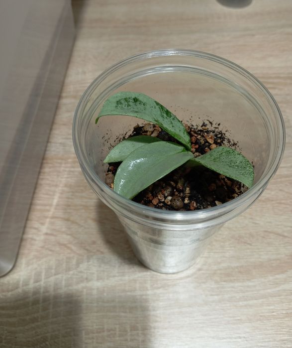 Hoya hoja Hoya carnosa Nova Ghost, ukorzeniona i rosnąca
