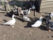 Patos mudos de boa qualidade