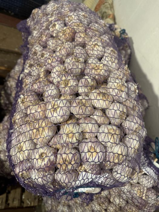 Продам озимий часник