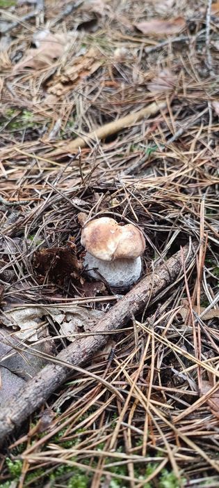 Suszony borowik szlachetny tegoroczny pakowany próżniowo 100g