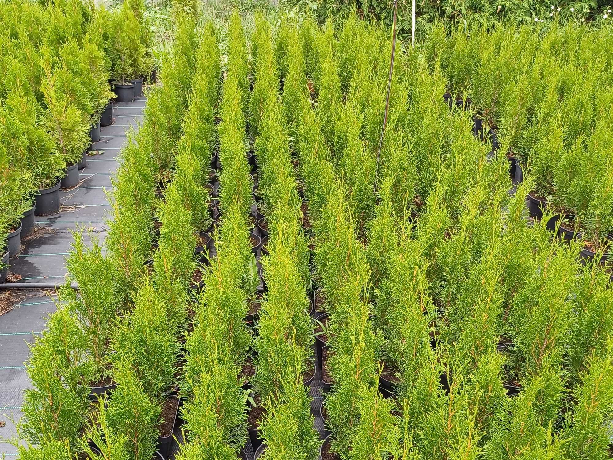 Tuje Szmaragd Thuje Tuja Smaragd Thuja 50-100cm