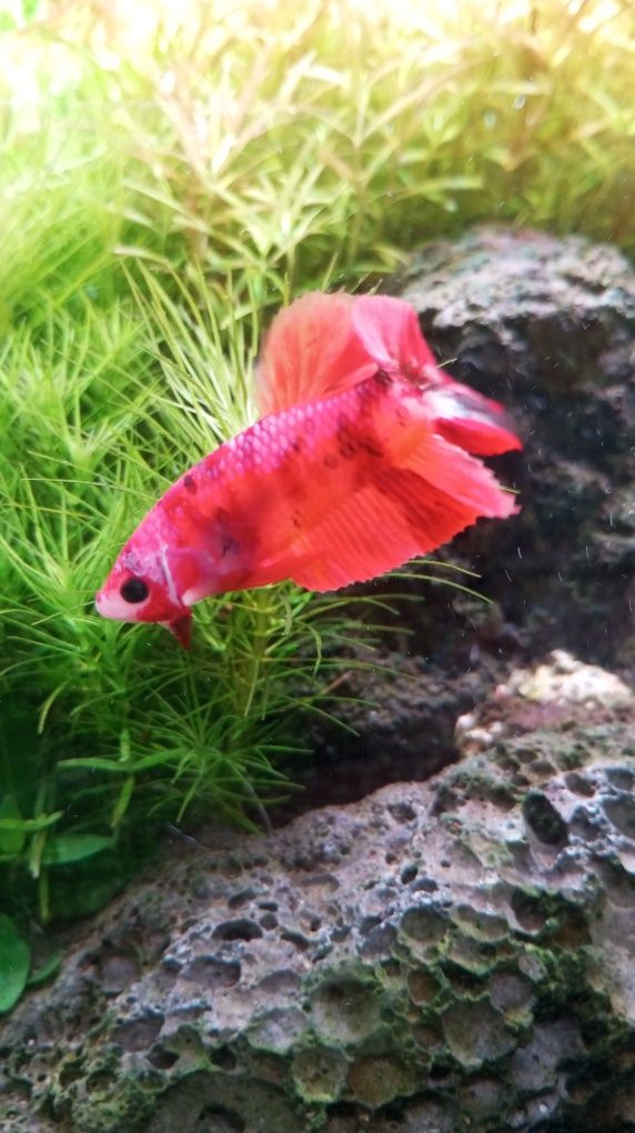 Vendo vários bettas splendens halfmoon plakat koi Galaxy candy Nemo