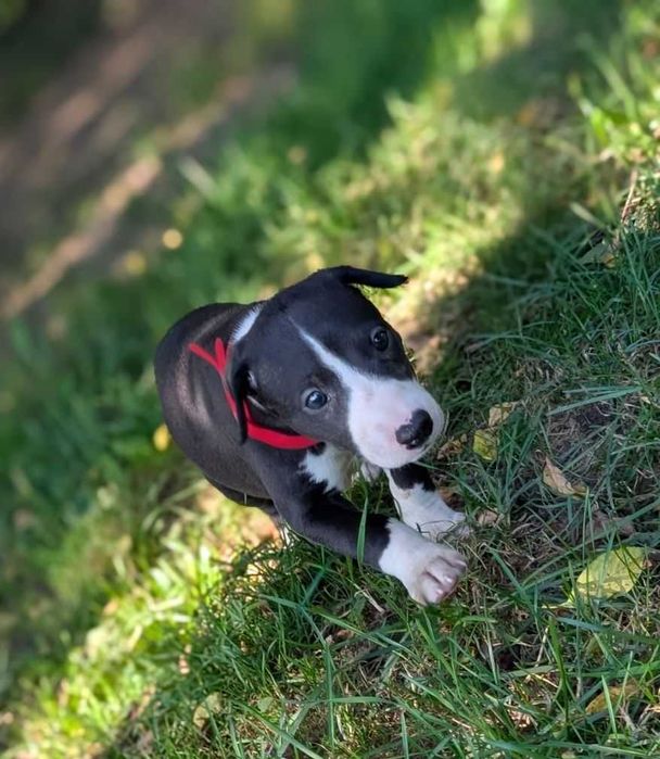 Whippet piesek ZKwP