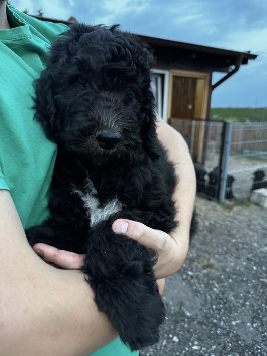 Szczeniak Australian Labradoodle