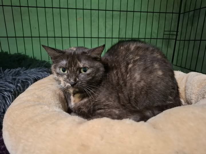 Urokliwa Dymka poleca się do adopcji