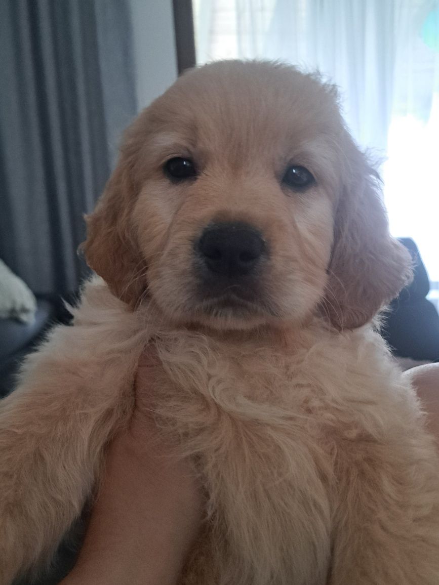 Golden Retriever – ciemnozłoty piesek szuka kochającego domu