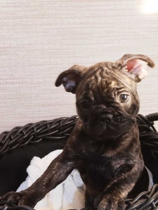 Французький бульдог