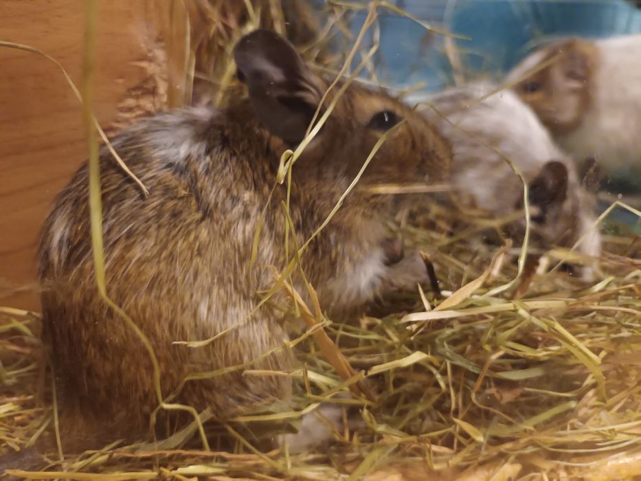 Koszatniczki 5miesięczne trzy szt.