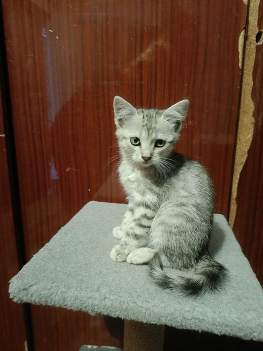 Отдам маленьких котят