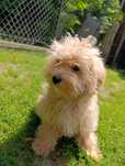 Maltipoo cudowna suczka