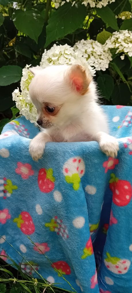 Chihuahua suczka długowłosa