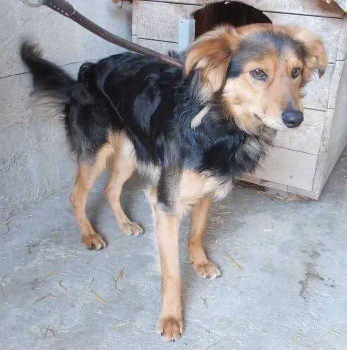 Milo cudny puchaty średniaczek szuka człowieka na wyłączność