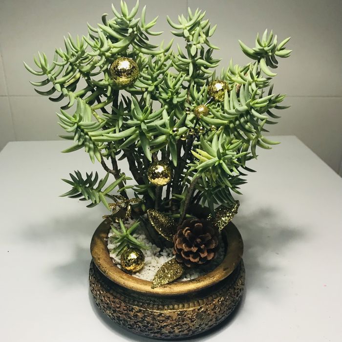 Suculentas em vaso para natal