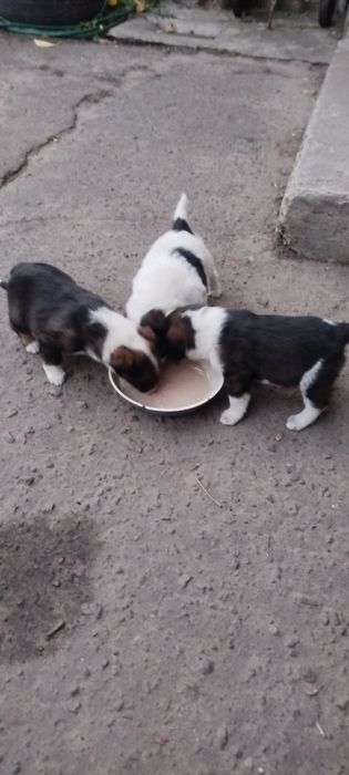 Віддам песиків в добрі руки,безкоштовно.