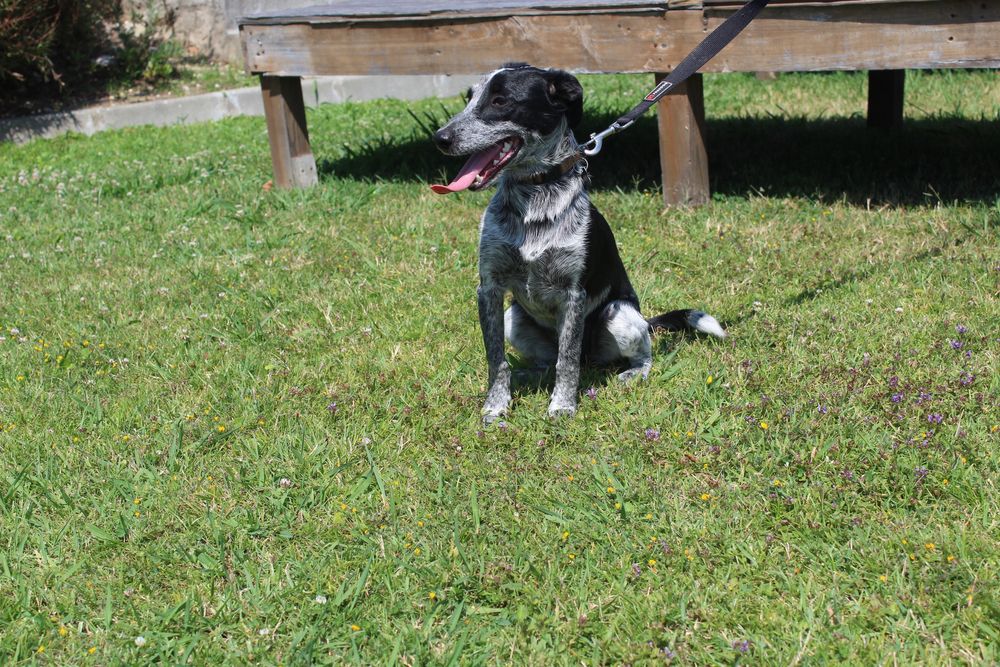 Cadela porte pequeno para adoção(Melissa)