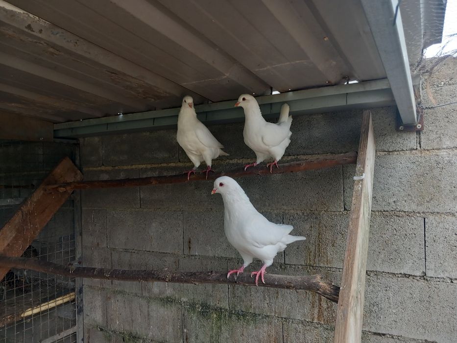 Varias aves disponiveis