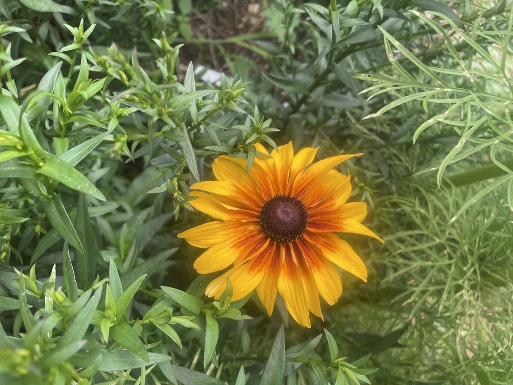 Rudbekia naga wysoka ,bylina wieloletnia bardzo długo kwitnącą
