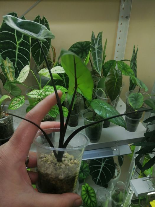 Алоказия набор. Макрориза блек стем, коразон, полли.