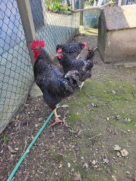 Aves de Rasa Pura Galinhas, Galos, Perus, Patos, Garnisés
