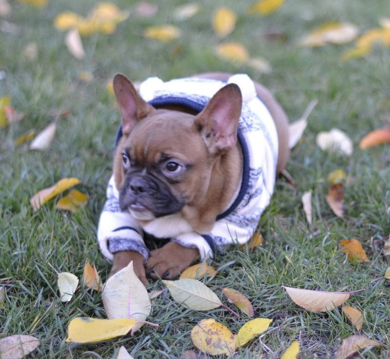 Хлопчик вогняно рудий