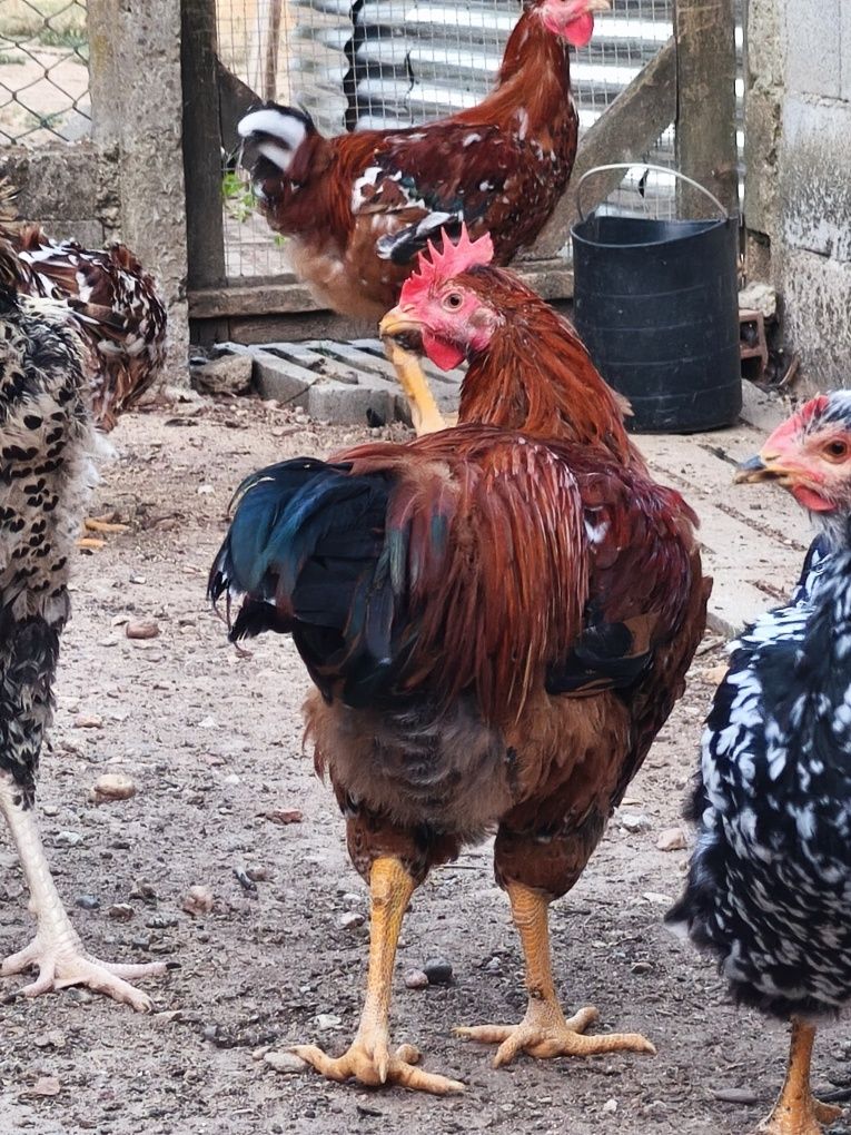 Galo GSB para venda