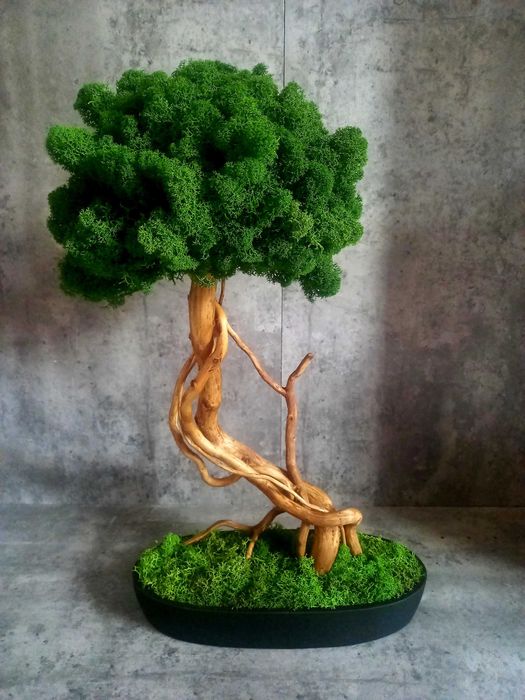 Drzewko bonsai .Mech chrobotek