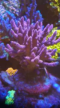 Acropora nr 10 koralowiec