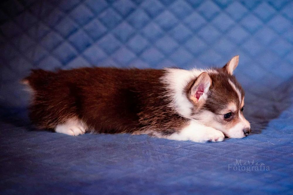 Welsh Corgi Pembroke - Suczka LILO (BEZ STICHA) hodowla ZKwP od 1992 r