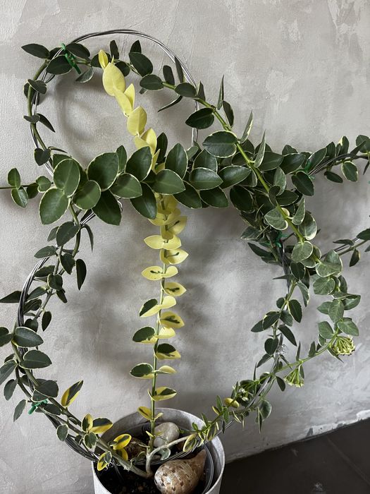 Хойя Cumingiana alba камінджиана альба