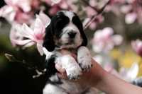 Springer Spaniel Angielski - dziewczynka