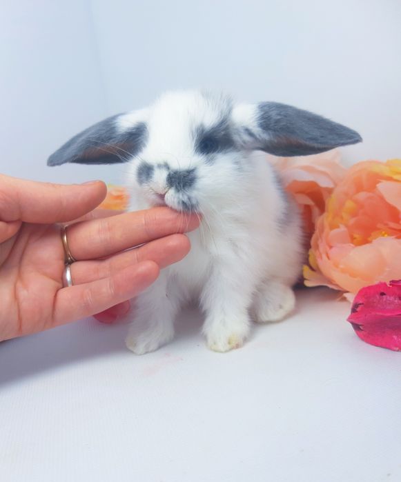 Карликовые мини кролики,міні баранчик,декоративные,карликовий