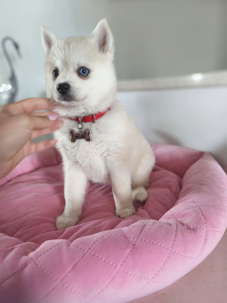 Suczka Pomsky (Mini Husky)