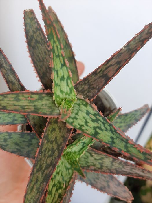 Кімнатні рослини