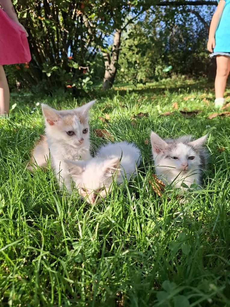 oddam śliczne kotki