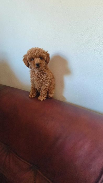 Pudel toy red - śliczna suczka