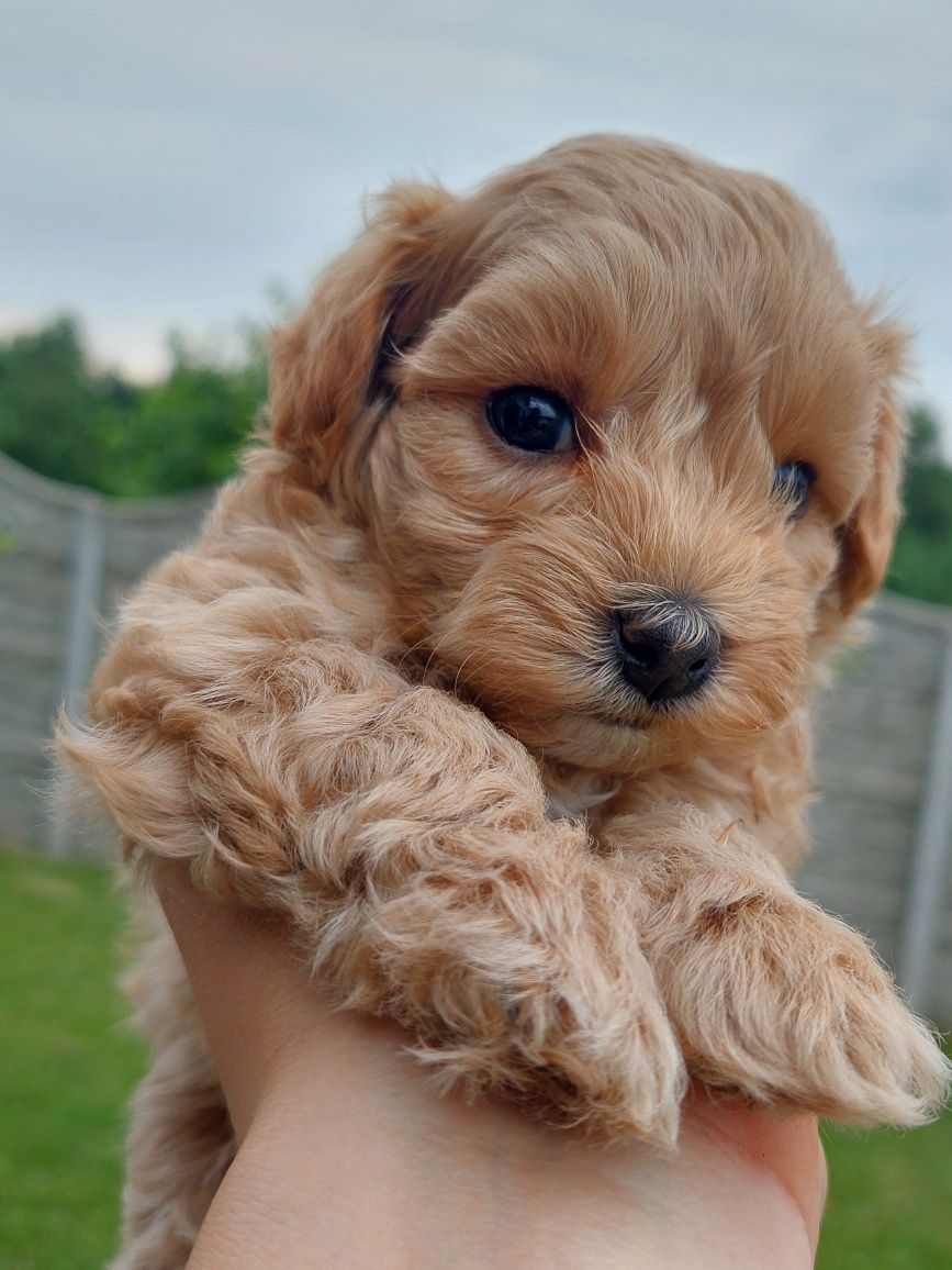 Piesek maltipoo maltańczyk+pudel red toy