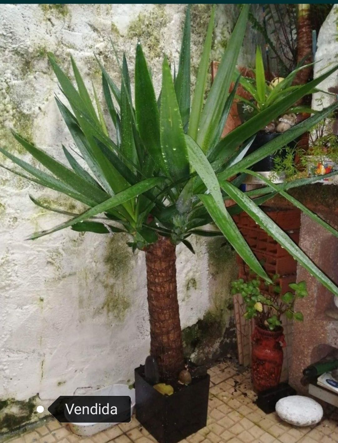 Palmeira Yucca  tronco grosso/fino (planta interior/exterior) desde 8€