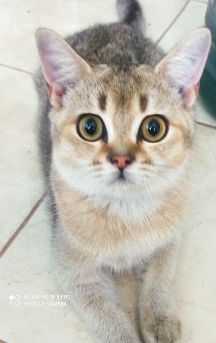 Котята ...два мальчика  шотландцы