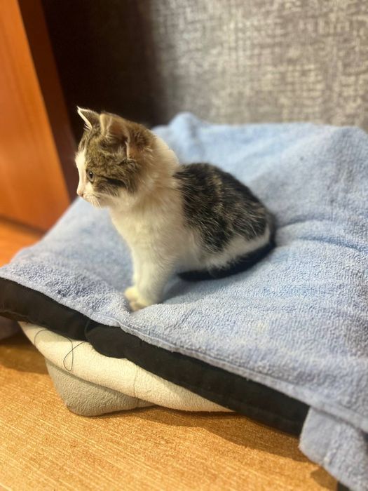 Віддамо кошеня - хлопчика Кузю безкоштовно