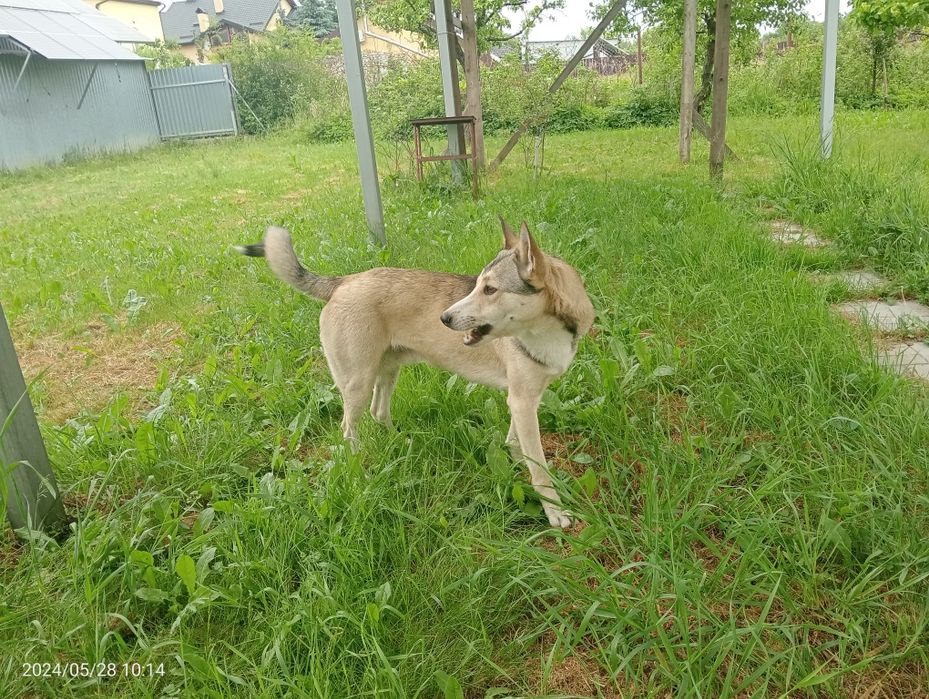 Загубився собака