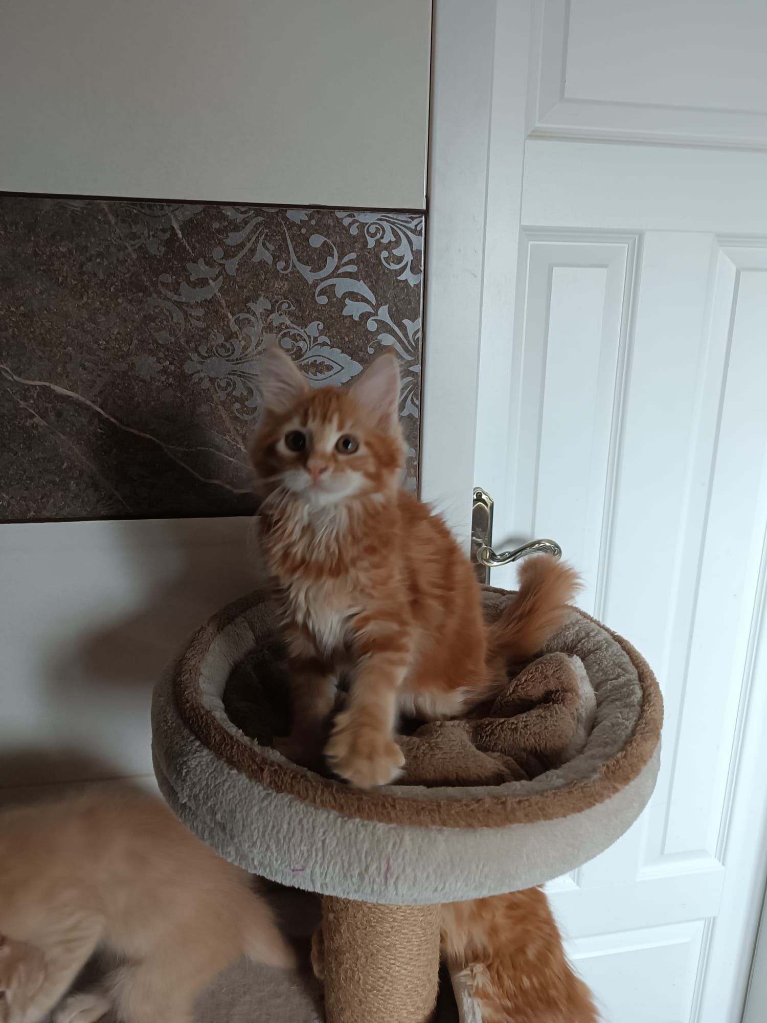 Maine coon FPL.Koteczka,,kot rasowy GOTOWA DO ODBIORU