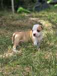 Efektowny Samiec American Staffordshire Terrier Amstaff ZKwP FCI