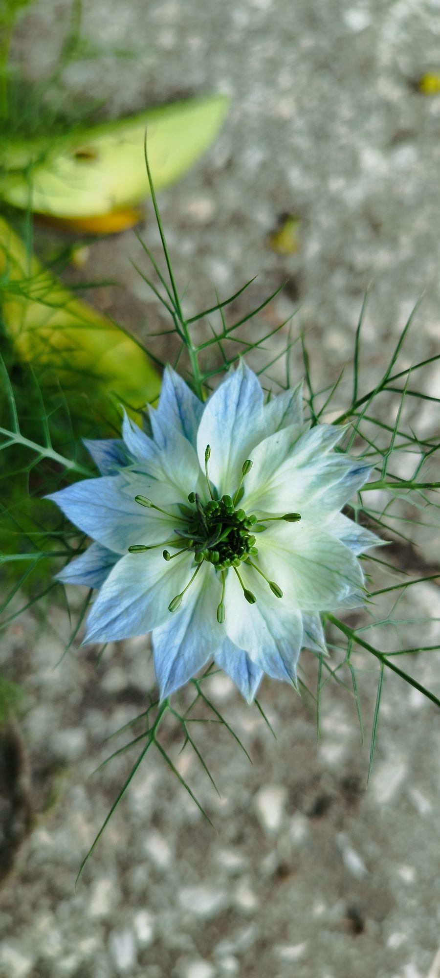 Flor dedo de dama