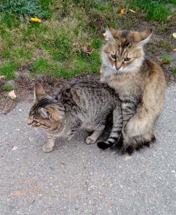 Котенок мальчик, 4 месяца (чарівний маленький котик)