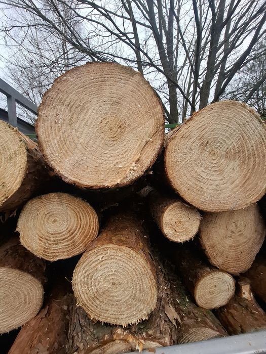 Sosna brzoza dąb dębina drzewo opałowe z dowozem