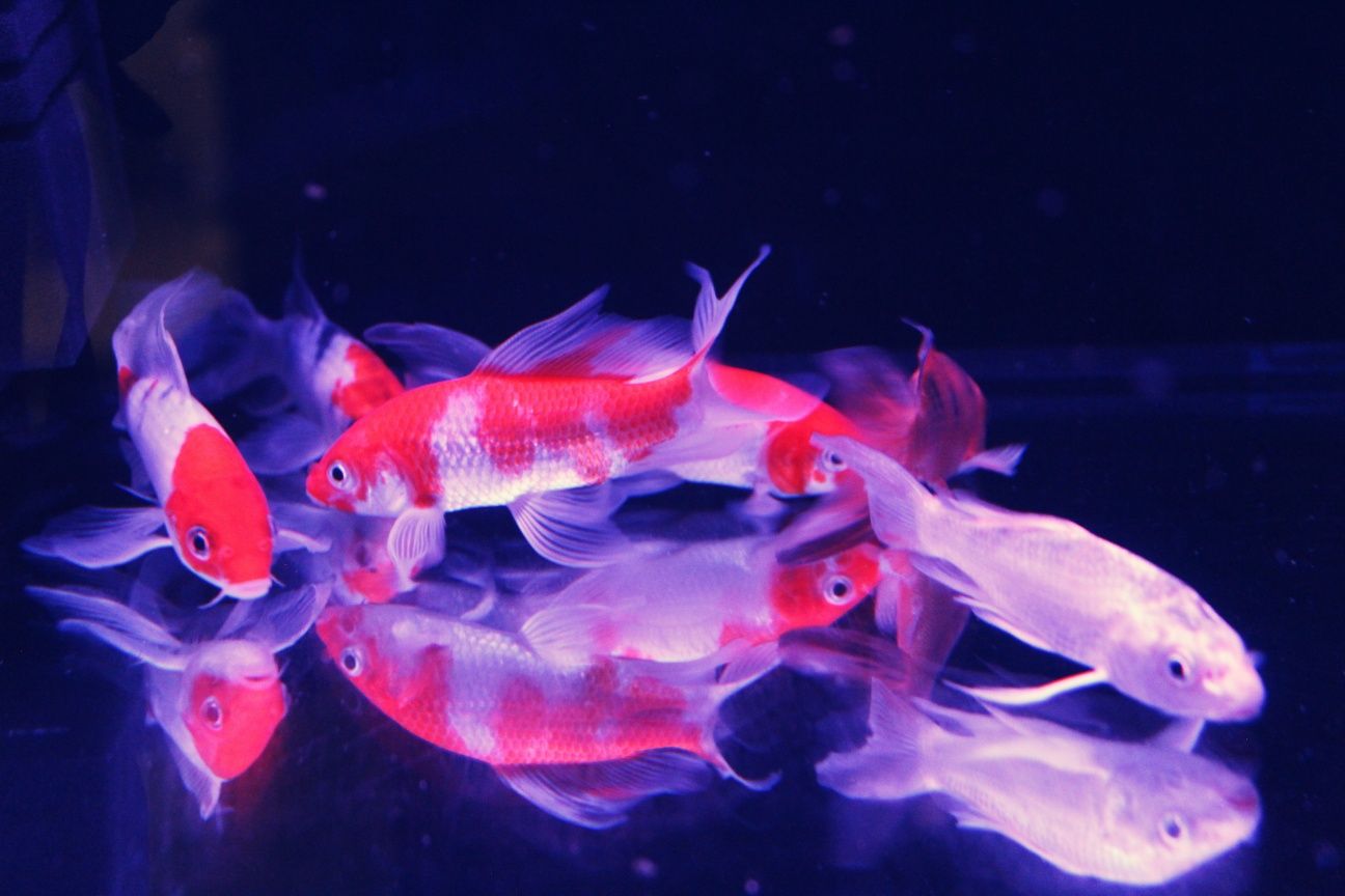 Karpie Koi Butterfly (Rarytas!) MASSON