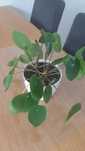 2w1: pilea /pieniążek_roślina doniczkowa