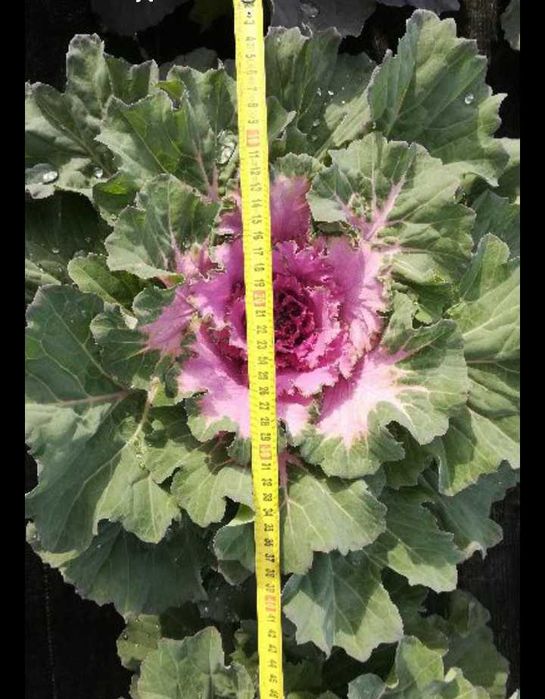 Kapusta ozdobna róża kapuściana alternatywa chryzantemy