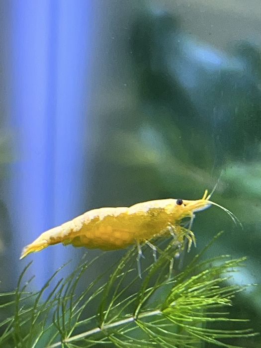 neocaridinas Yellow Golden Back